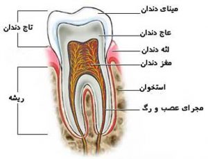 ساختار دندان