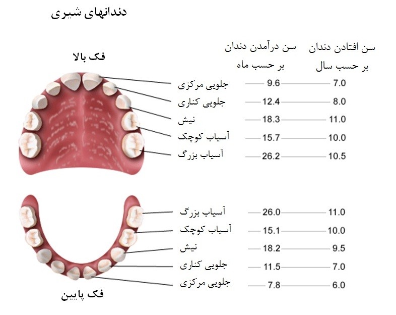زمانبندی دندان درآوردن نوزادان